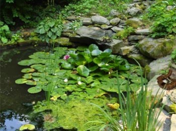 скриншот Пруд