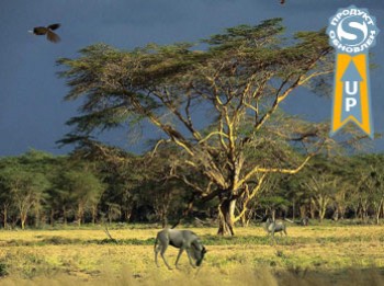 скриншот Дерево жизни