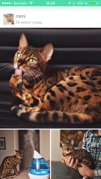 скриншот Мята для Вконтакте