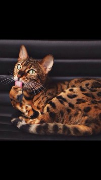 скриншот Мята для Вконтакте