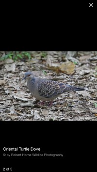 скриншот Yahoo