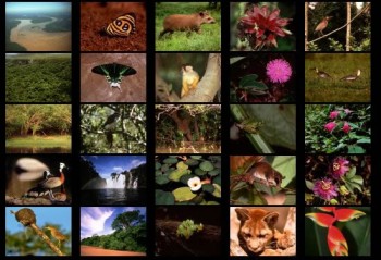 скриншот Rainforest IV screensaver