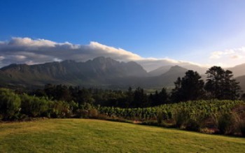 скриншот Vineyards