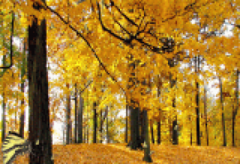 скриншот Butterfly Forest Screensaver