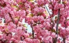 фотография Pink Flowers Bloom