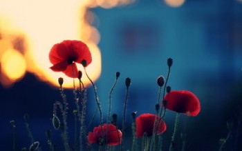 скриншот Red Flower