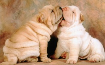 скриншот Shar Pei Puppies