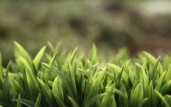 скриншот Macro Grass