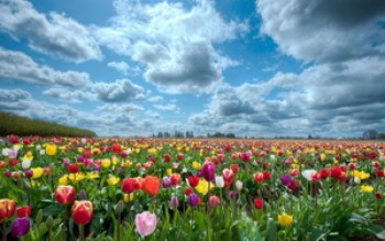 скриншот Maastricht Netherlands