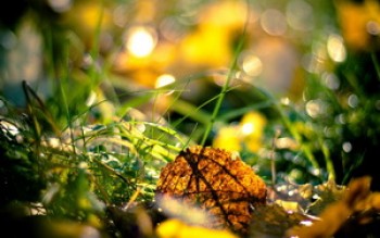 скриншот Gribskov Morning Denmark