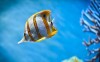 Copperband Butterfly Fish - Best-soft.ru