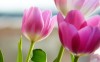фотография Beautiful Tulips Spring