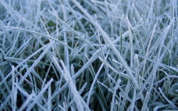 скриншот Frosted Grass