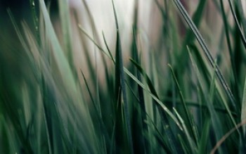 скриншот Brushwood