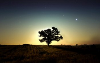 скриншот Tree with Stars