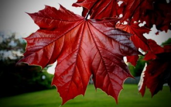 скриншот Red Maple Leaf