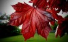 фотография Red Maple Leaf