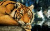 фотография Tiger Painting