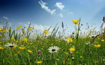 скриншот Spring Flowers