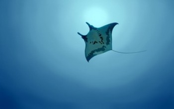 скриншот Manta Ray