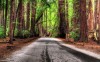 Road Forest - Best-soft.ru