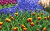 Tulip Field - Best-soft.ru