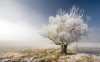 фотография A frosty tree